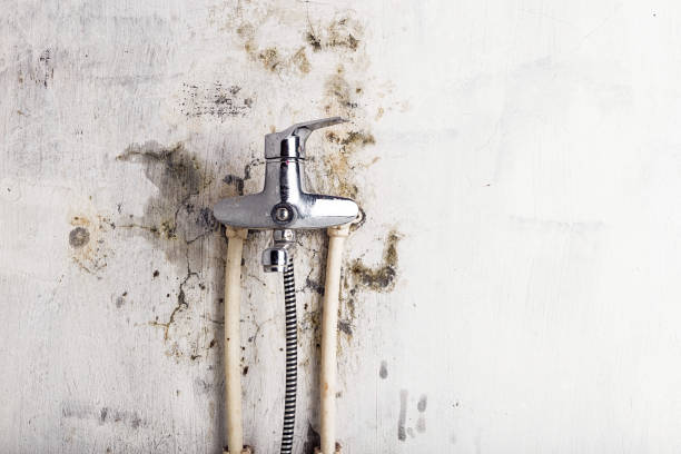 Mold Removal and Inspection in Williston, ND