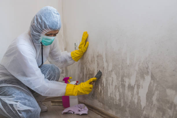 Best Fast Mold Removal  in Williston, ND