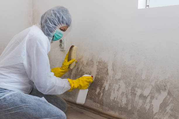 Office Mold Removal Services in Williston, ND