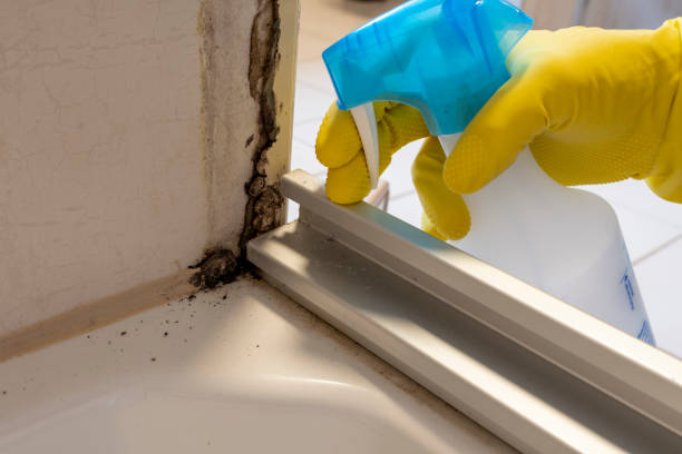 Best Certified Mold Removal  in Williston, ND