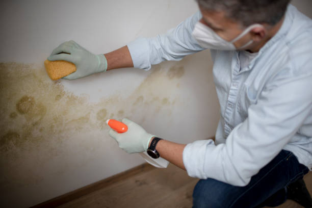Best Mold Damage Repair  in Williston, ND