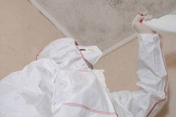 Professional Mold Removal in Williston, ND
