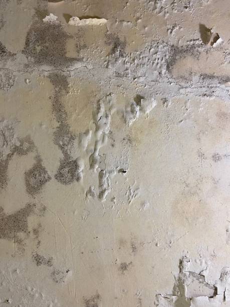 Best Black Mold Removal  in Williston, ND