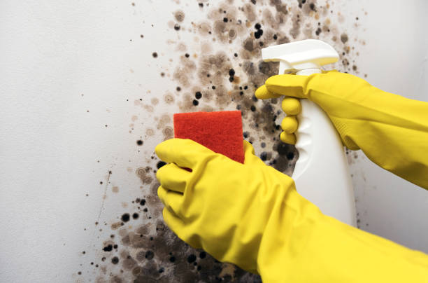 Best Professional Mold Removal  in Williston, ND