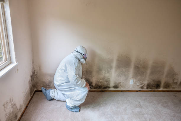 Best Mold Removal Specialists  in Williston, ND