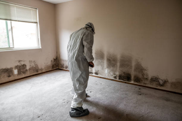 Best Certified Mold Removal  in Williston, ND