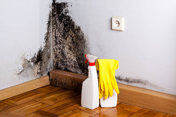 Crawl Space Mold Removal in Williston, ND